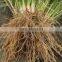 MANUFACTURER OF VETIVER HAITI OIL
