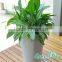 Colourful plastic flower pot cheap square plant pot small nursery pot