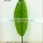 monstera leaves,dried banana leaf ,foliage tree leaves decoration