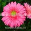 New Coming Pink Honey Gerbera with cheaper price