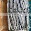 Frozen Pacific Saury for Bait