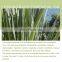 organic fragrance perfume aromatherapy natural pure lemon grass essential oil
