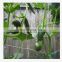 Extruded Plant Netting White PP Knotless Plant Supporting Net