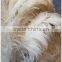 Professional Ostrich Feather Duster
