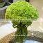2016 Hot Sale Carnation Cut Flowers Price Without Middleman Green Mini Carnation Flowers