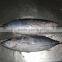 Frozen skipjack tuna