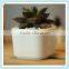 white ceramic square bonsai pot in sample style flower pot