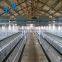 Chicken Farm Equipment Cage for Growing Broiler