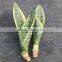 Kids garden plant- sansevieria