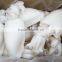 frozen cuttlefish whole clean iqf