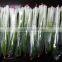 Spring Onions