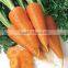 Fresh Carrot Size 80-150g