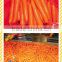 Xiamen Carrot