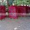 Red Onion ( Red - Yellow - White - spring onion ) For Sale