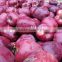 China fresh fruit price for export fresh Huaniu apple
