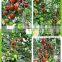 Hybrid Purple Cherry Tomato Seeds for Growing-Purple 101