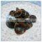 Chinese Black Fungus Extract, Auricularia Auricula