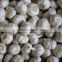 2016 New Crop China Fresh /Purple Garlic /Normal White Garlic/ Red Garlic