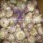 Jinxiang Fresh Garlic with good Taste