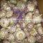 China Red Garlic Exporters, Garlic Selling Leads