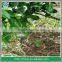 Fruit Tree Sprinkler Irrigation System Using Impulse Sprinkler