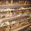 Large-scale automatic battery quail cage