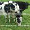 Cattle Fence /Grassland Farm Fence / farm guard field fence price