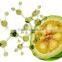 GARCINIA CAMBOGIA DRY EXTRACT