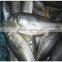 Frozen Horse mackerel Whole Round (round scad fish)