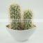 Real touch decorative cactus plants for home /office/living room