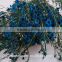 fresh cut blue decorative flowers wintersweet from kunming