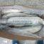 Frozen Grey Mullet/Mugil Cephalus