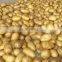 Holland Potato pack in mesh bag or carton
