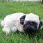 Lifelike Breathing Plastic Plush Dog Figurines