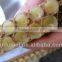 Chinese Fee Base gelee royale factory