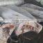 High Quality Frozen Fish Black Blue Marlin