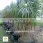 Beaucarnea recurvata ( nolina recurvata) ponytail palms as outdoor plants