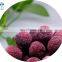 HIGH QUALITY FRESH FROZEN WAXBERRY RED BAYBERRY