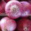 Fresh Red onion 2015 new crop from SITCO