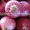 Fresh Red Onion 2015 New Crop From SITCO