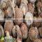 High quality and Anti-cancer wholesale dried shiitake mushroom