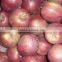 Fresh Apple huaniu for hot sale