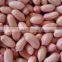 Chinese peanut kernels in long shape best price