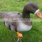 XPE foam speckbelly goose decoy