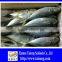 Hot Sale Mackerel Fish 20CM + Frozen Horse Mackerel