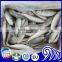 Small Eyes Horse Mackerel Trachurus Trachurus