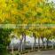 Cassia Fistula L.