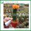 Succulent Indoor Flowering Cactus Plants
