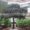 Evergreen pine trees for garden decoration