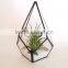 Kure Beach Sea Shells Black Metal Pyramid Ionantha Air Plant Glass Terrarium